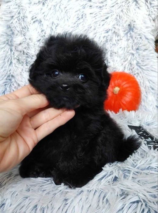 Помапу медвежонок с самой роскошной шубкой. "Столичная штучка"