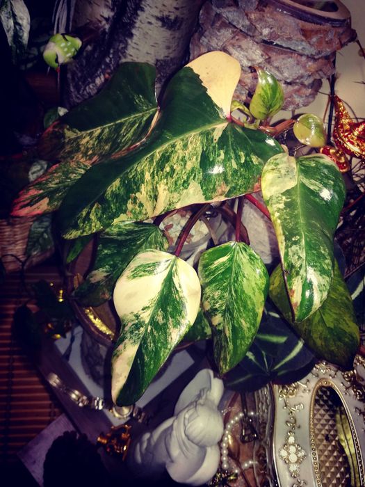 Philodendron Strawberry Shake Variegata Pink roślina kwiat monstera