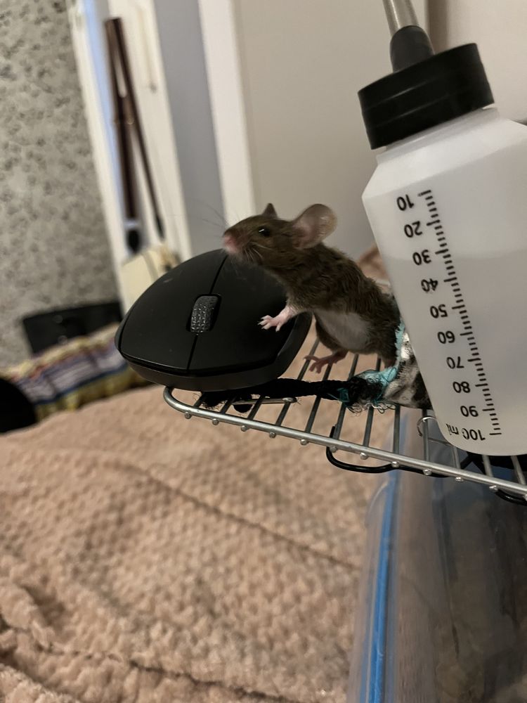 Mysz, myszka rasowa samiec astrex agouti broken