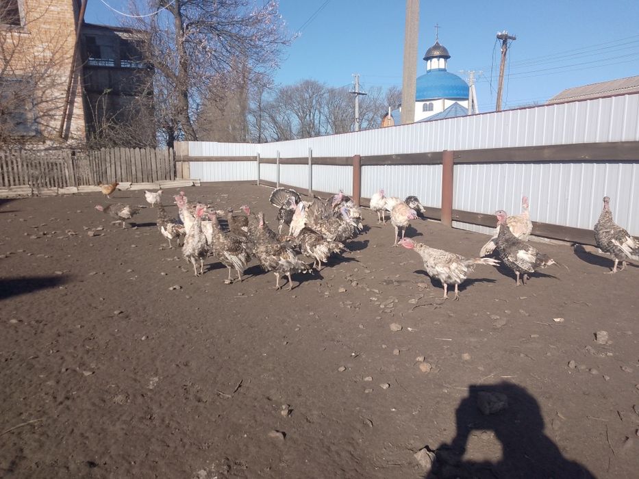 Продам індиків молодих.