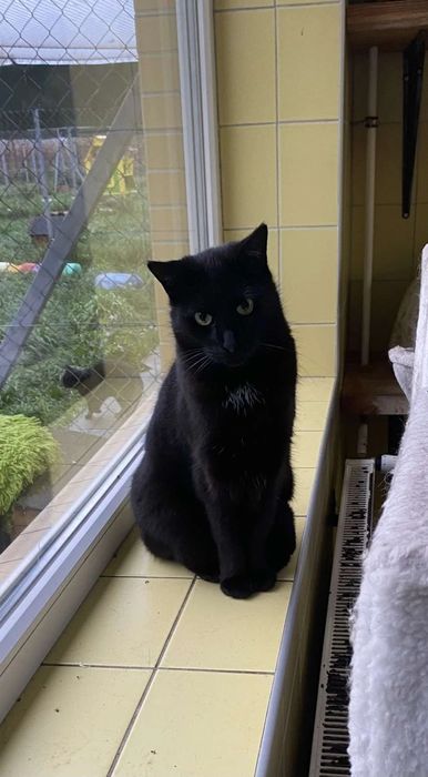 Czarnym kocurek Elmo do adopcji od 3lat :(