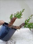 Vendo Pré Bonsai de romanzeira