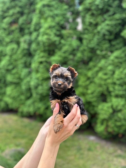 Цуценя йорка, хлопчик