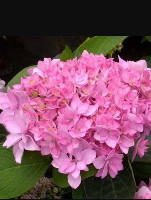 Гортензія крупнолистова You and Me Romance
