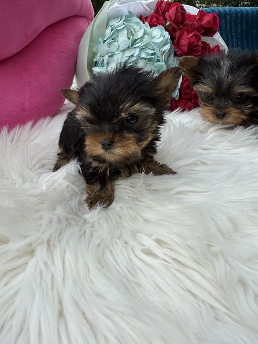 Супер міні йорк терєр