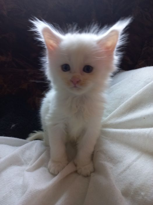 Biały kocurek Maine Coon