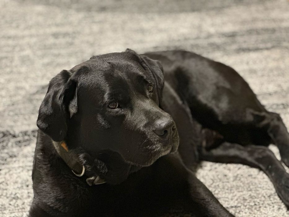 Лабрадор ищит подругу