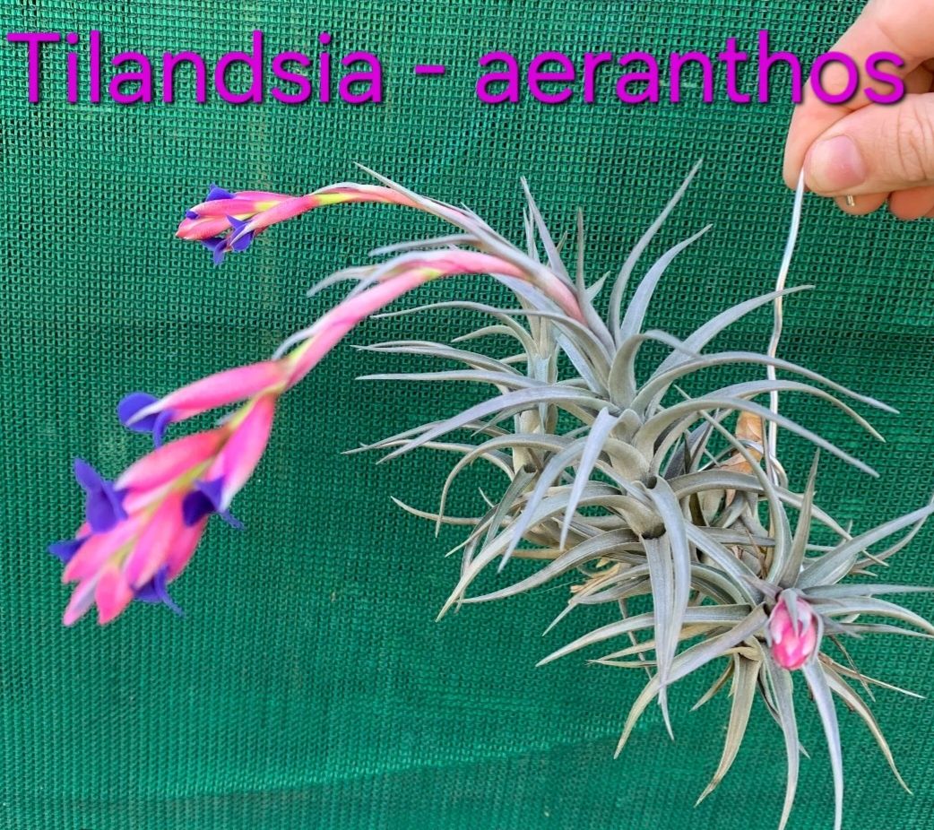 Planta do Ar - Tillandsias