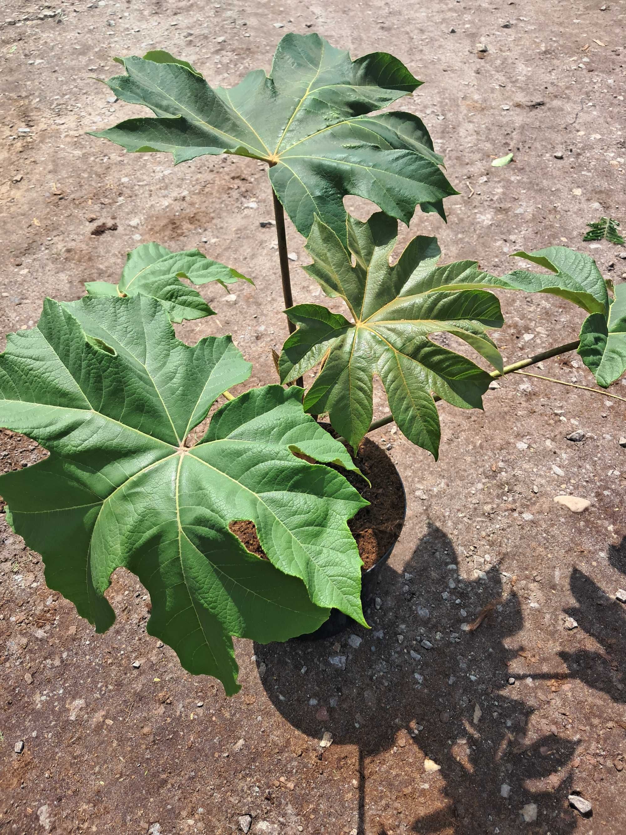 Drzewo papierowe TETRAPANAX