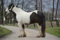 Kuc cygański tinker irish cob