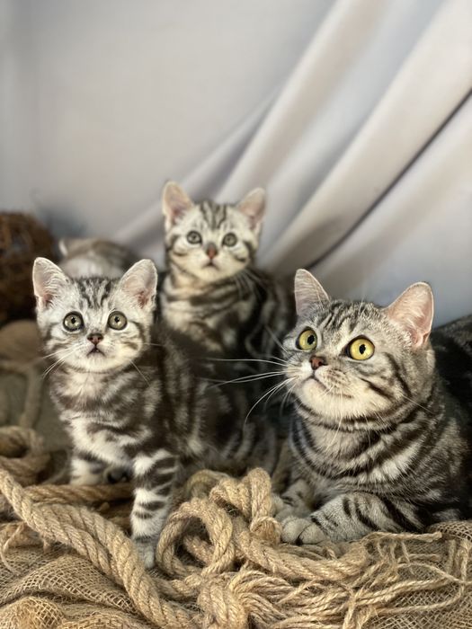 Красиві мармурові кошенятка