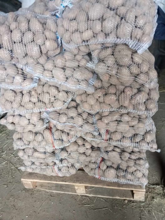 Ziemniaki catania, irga