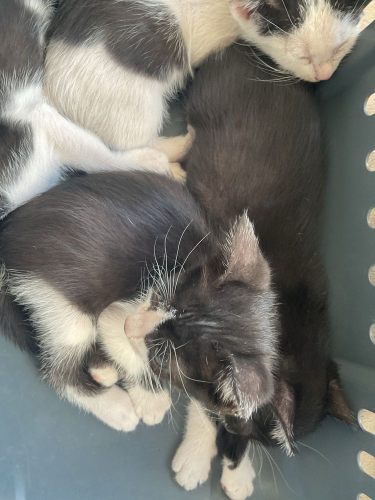 Gatinhos bebes lindos