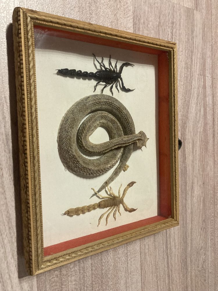 Wysuszony wąż i skorpiony