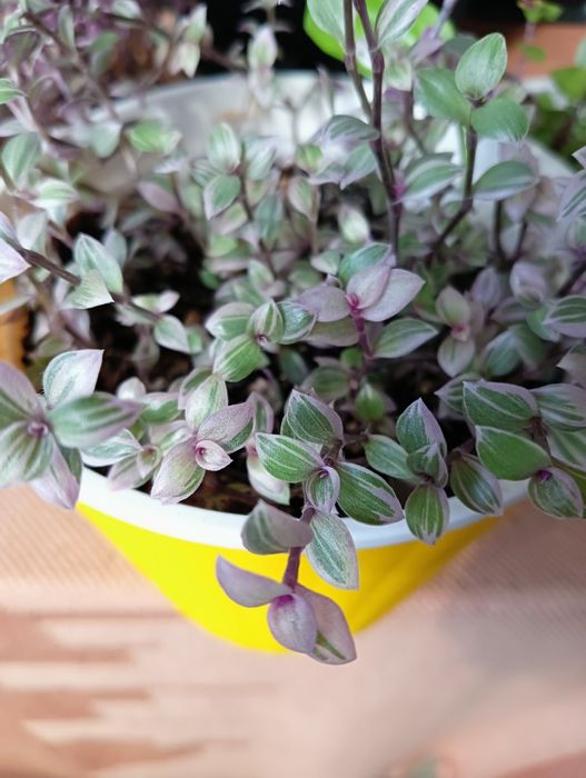 Каллизия ползучая Розовая пантера, мини традесканция