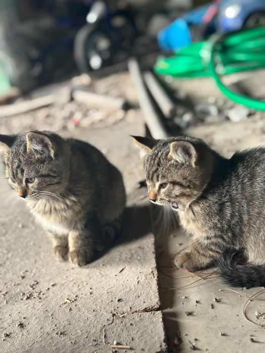 Котята Метис породи Бомбейських та Лі Хуа