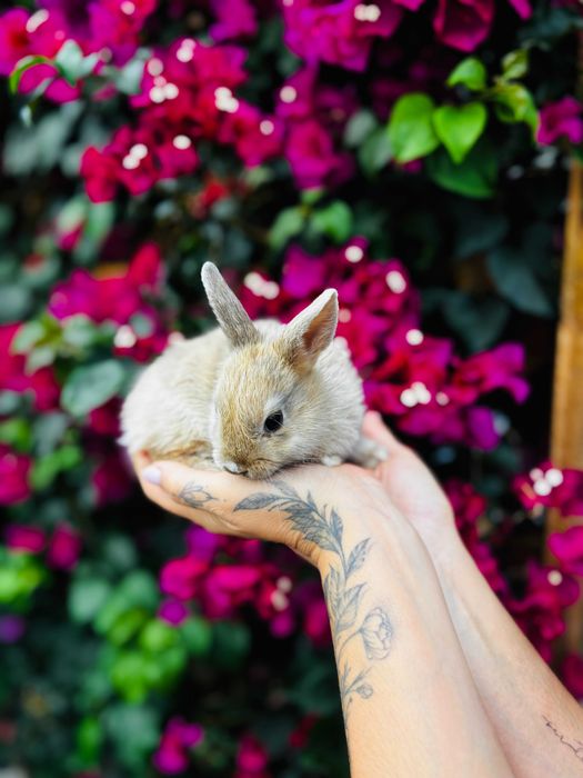 Coelhos mini toy teddy