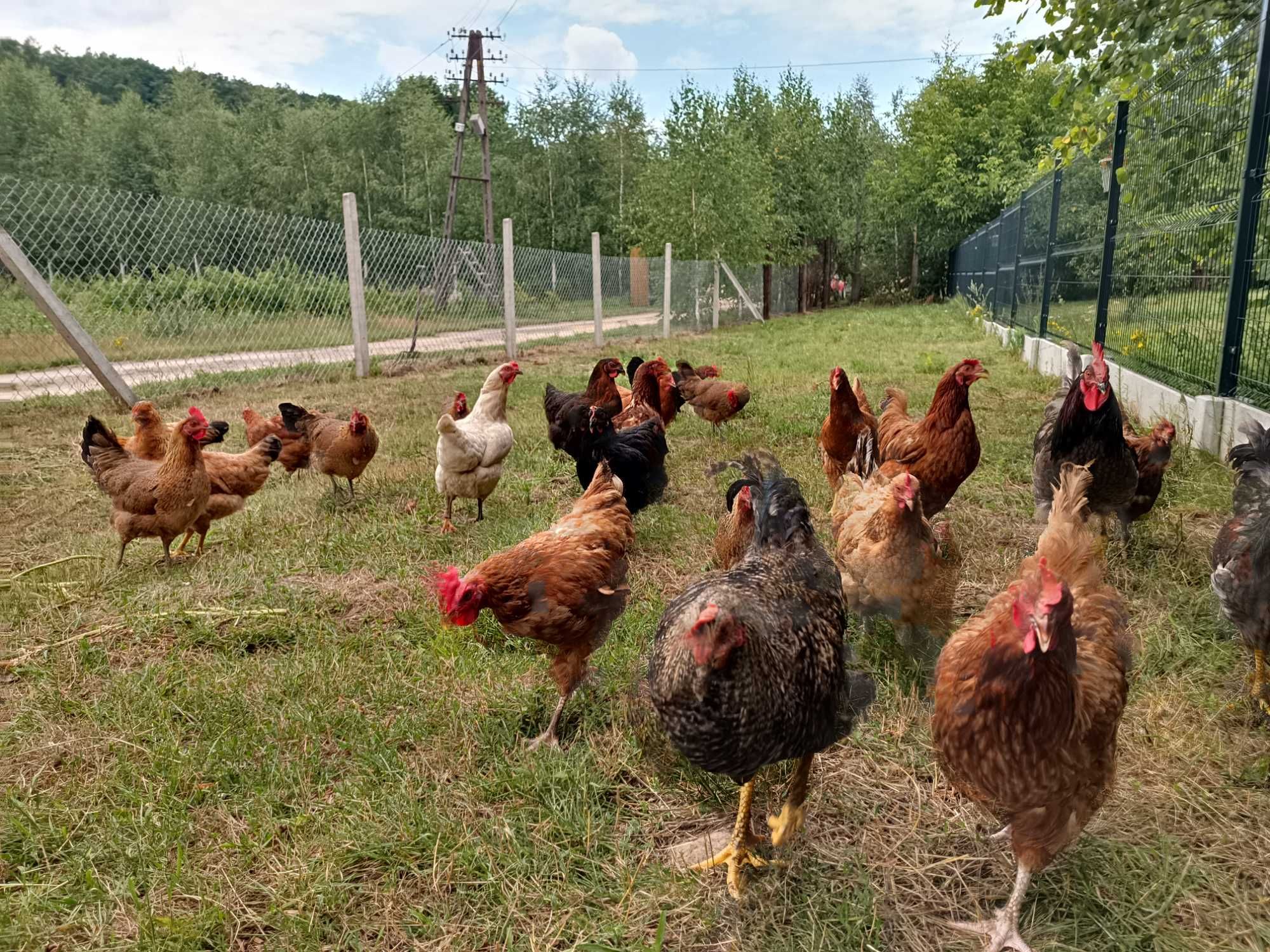 Agroturystyka U Zosi Bałtów pokoje noclegi