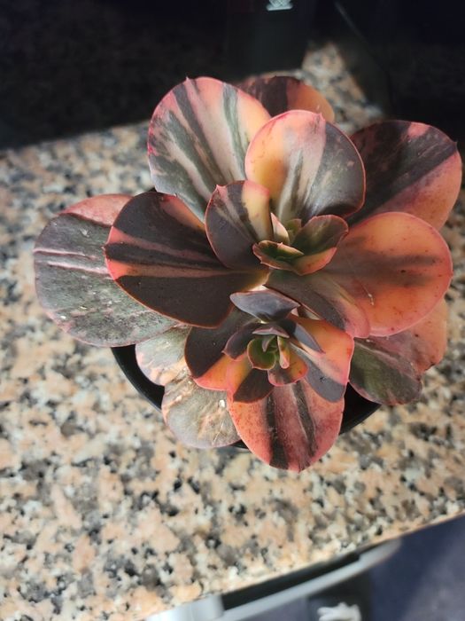 Planta Suculenta escheveria primadona