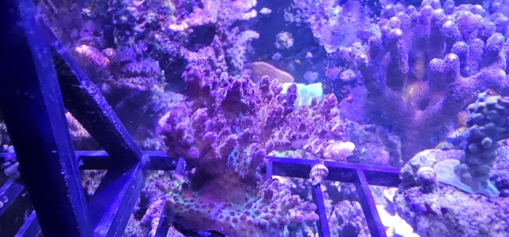 Acropora SPS fioletowo zielona opalizująca
