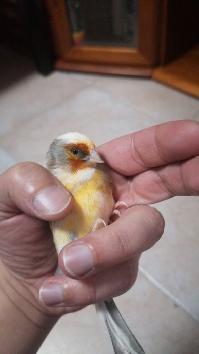 Canários Híbridos (Ler a descrição)