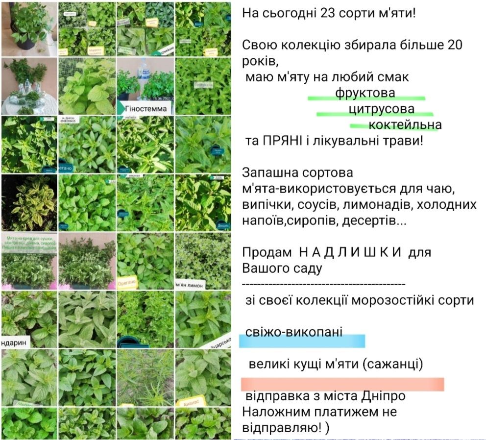 М'ята на посадку і лікувальні трави
