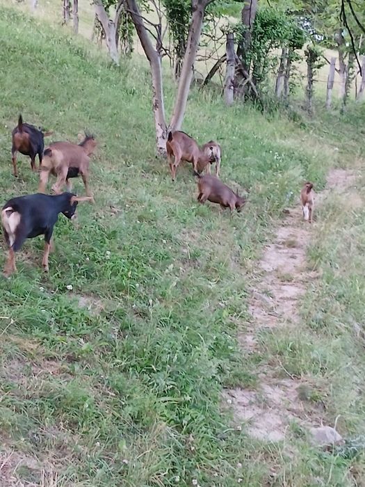 Камерунські та нігерійські кози