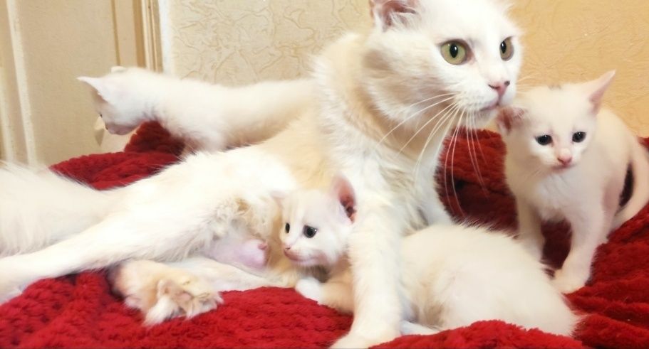 Милые Ангоровые Котята  в Добрые ручки