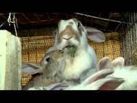 coelhos para reprodução de várias cores e coelhos para consumo