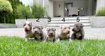 Amstaff American Staffordshire Terrier