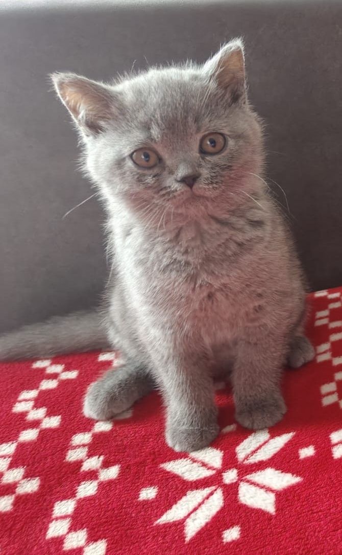 Koty Brytyjskie Niebieskie