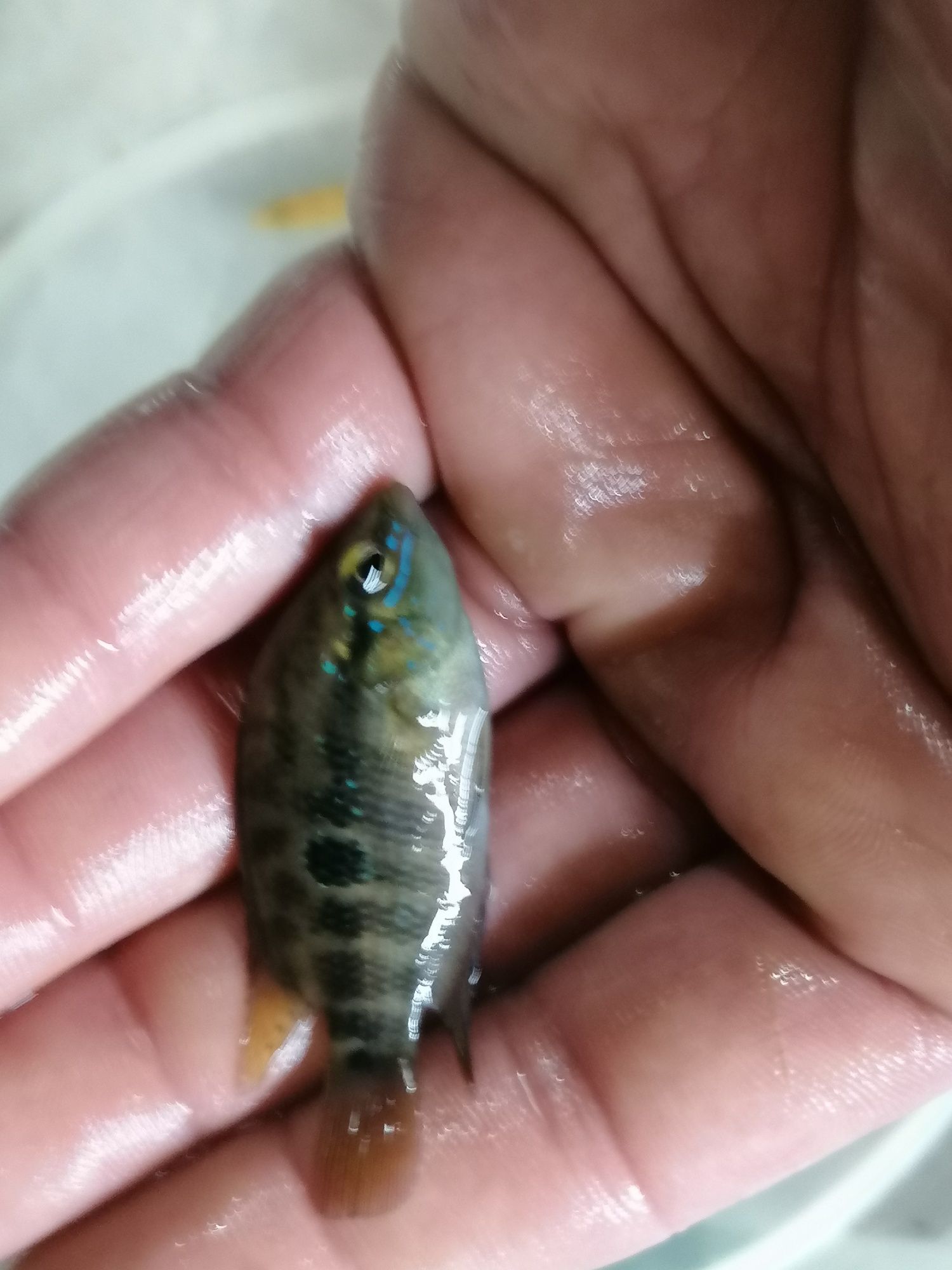 Trichromis Salvini