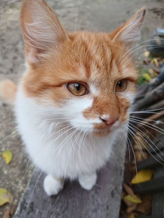 Котята в хорошие руки