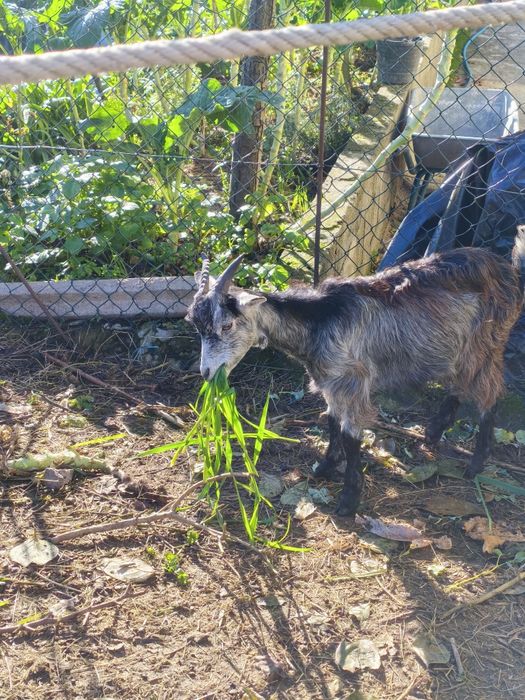 Vendo cabras prenhas