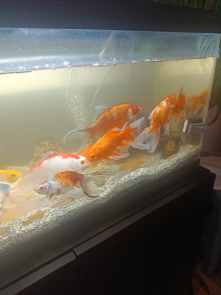 Peixes água fria