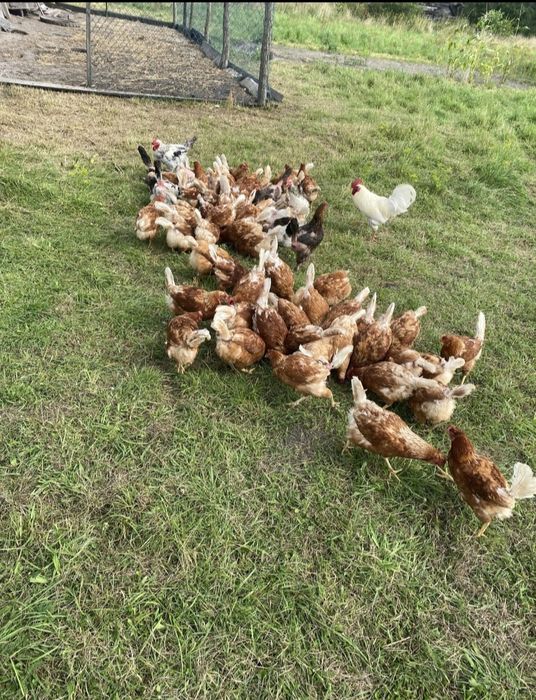 Продаж курей 12міс