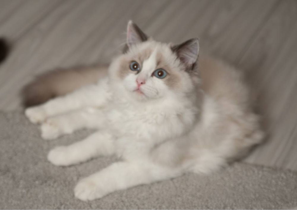 Котенок  рэгдолл, крупный, ласковый игривый ребенок