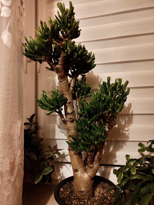 Hobbit crassula  grubosz mega okaz 65cm