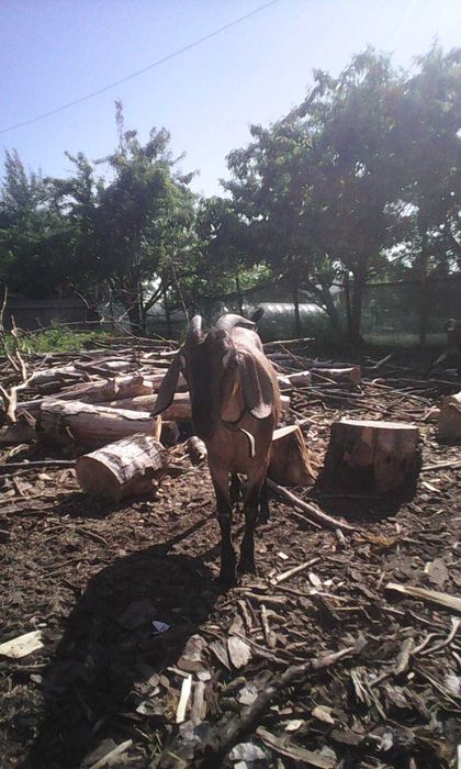 Продам кіз  50%  87.7%та 93.5  97.5% Англо Нуб підрощенних та дойних.