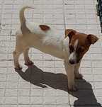 Jack Russell Terrier Fêmea
