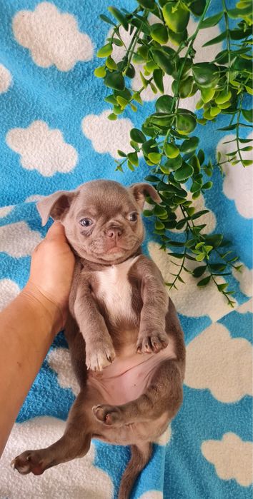 Estupenda mini Lilac de Qualidade. Linhagem Russa