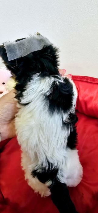 Śliczna dziewczynka Yorki DO rezerwacji Biewer Yorkshire Terrier