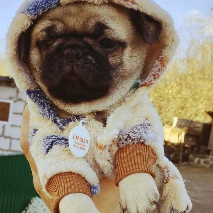 Мопсики шукають дім