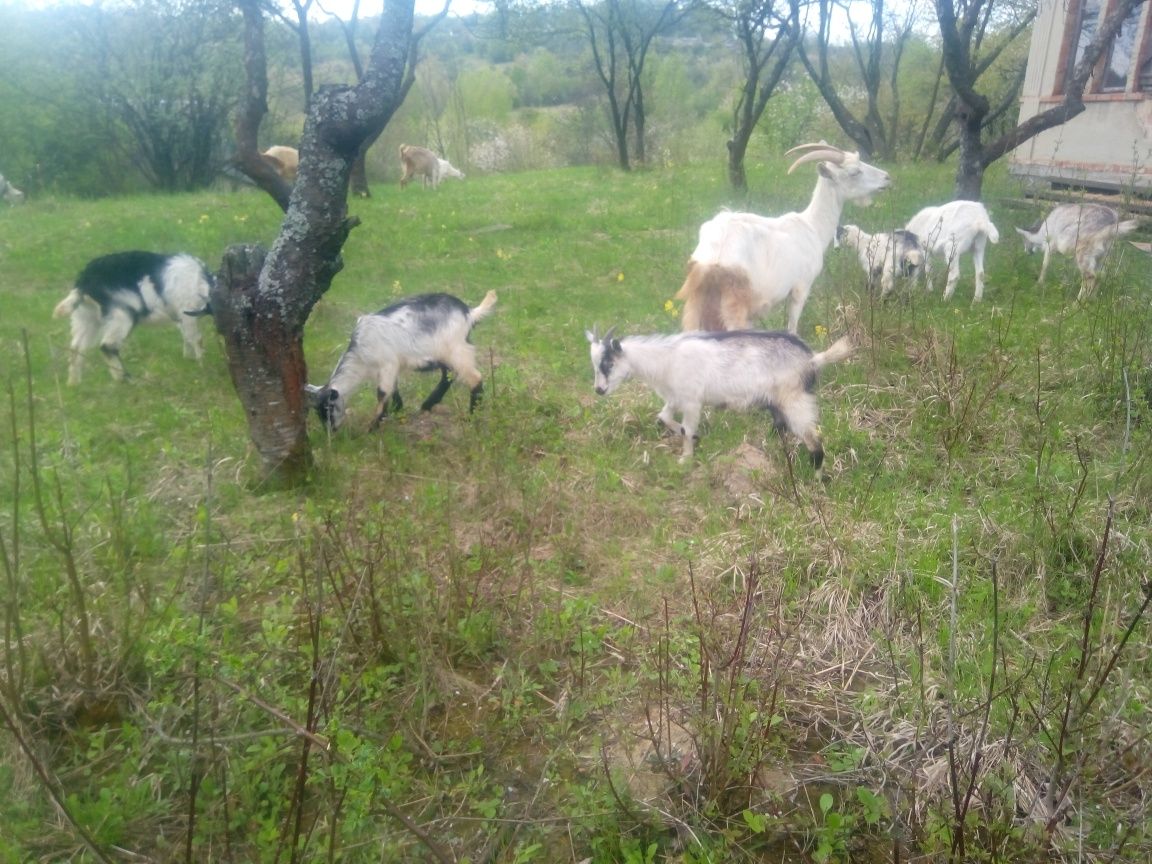 Продам козы /не дорого/