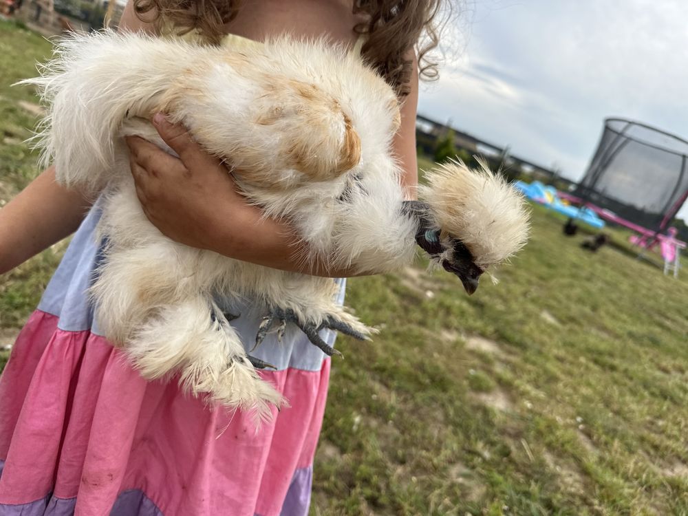 Silki sułtanki gołoszyjka ozdobne