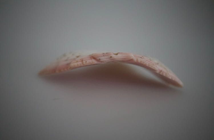 Coral Mediterrâneo  esculpido