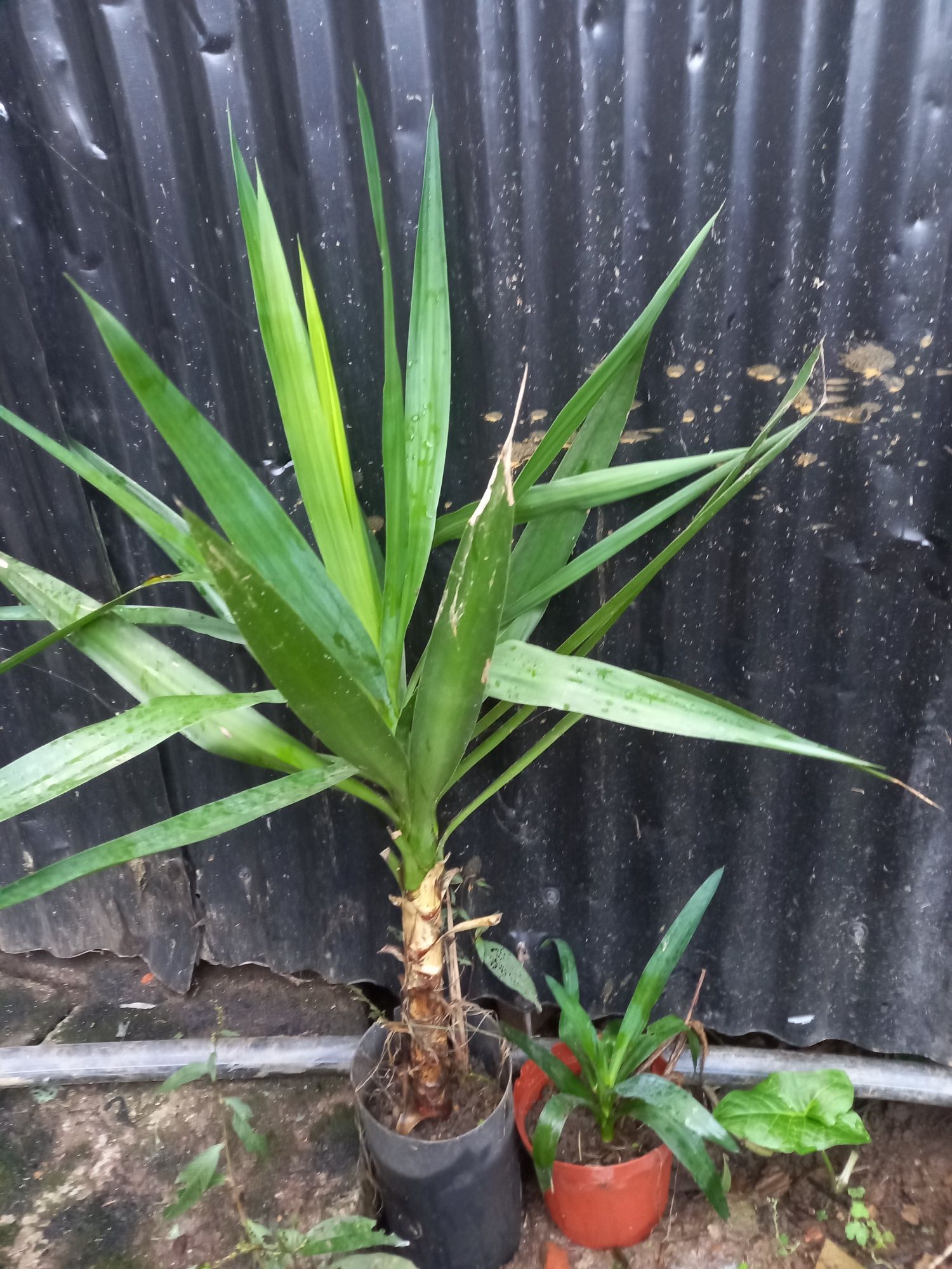 Plantas jardim Sicas , yucas e cedro japones varios tamanhos