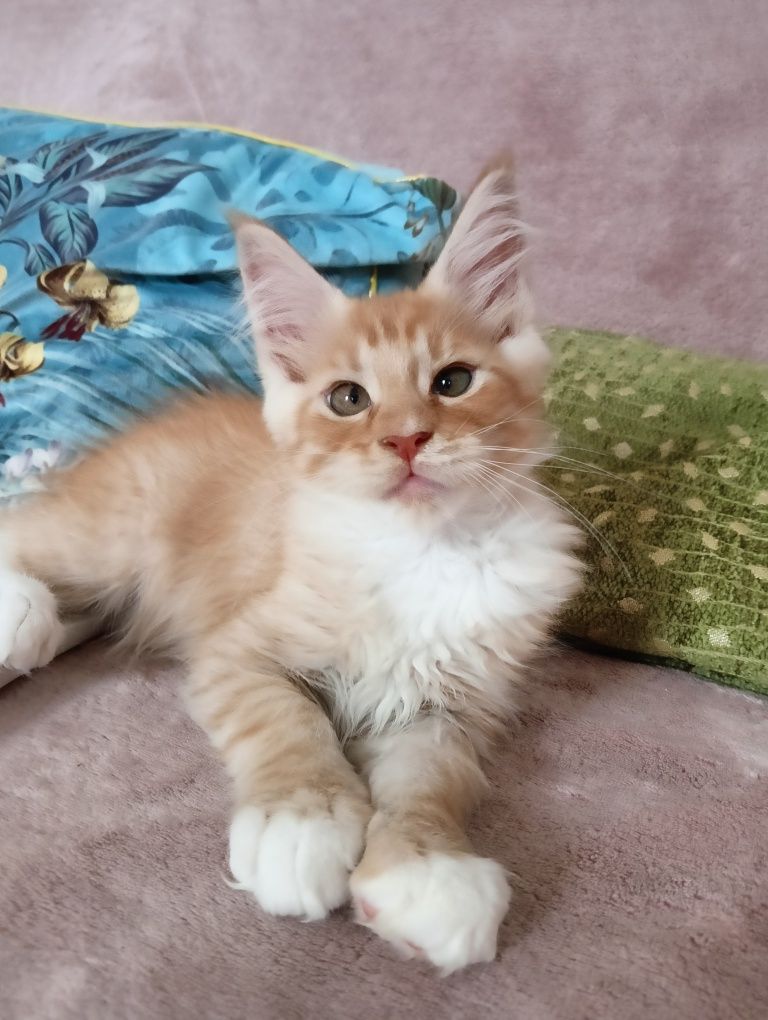Maine coon rudy srebrzysty kocurek z rodowodem FPL