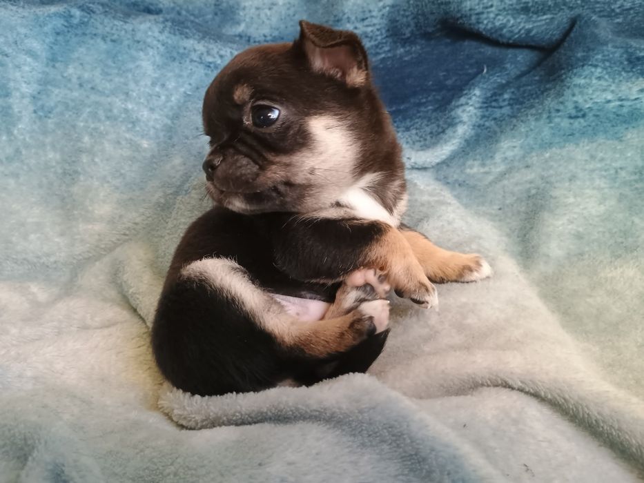 Chihuahua krótkowłosa suczka tricolor ZKwP FCI