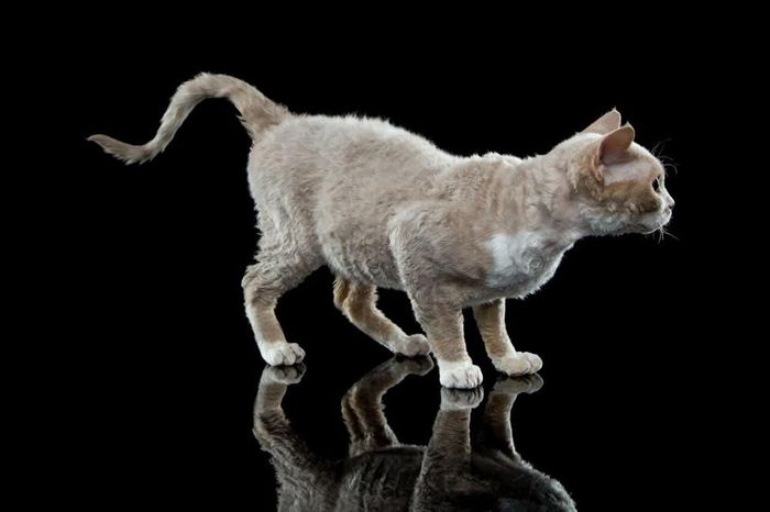 Reproduktor CHAMPION  Devon rex Liliowy bikolor C 03 23